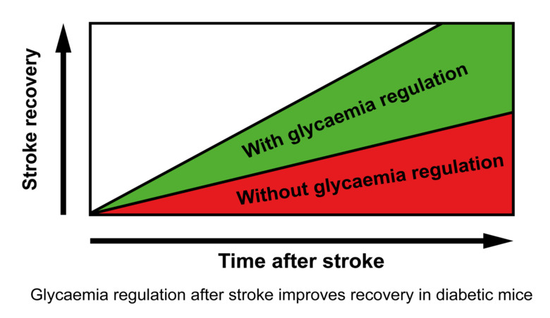 Glycaemia regulation