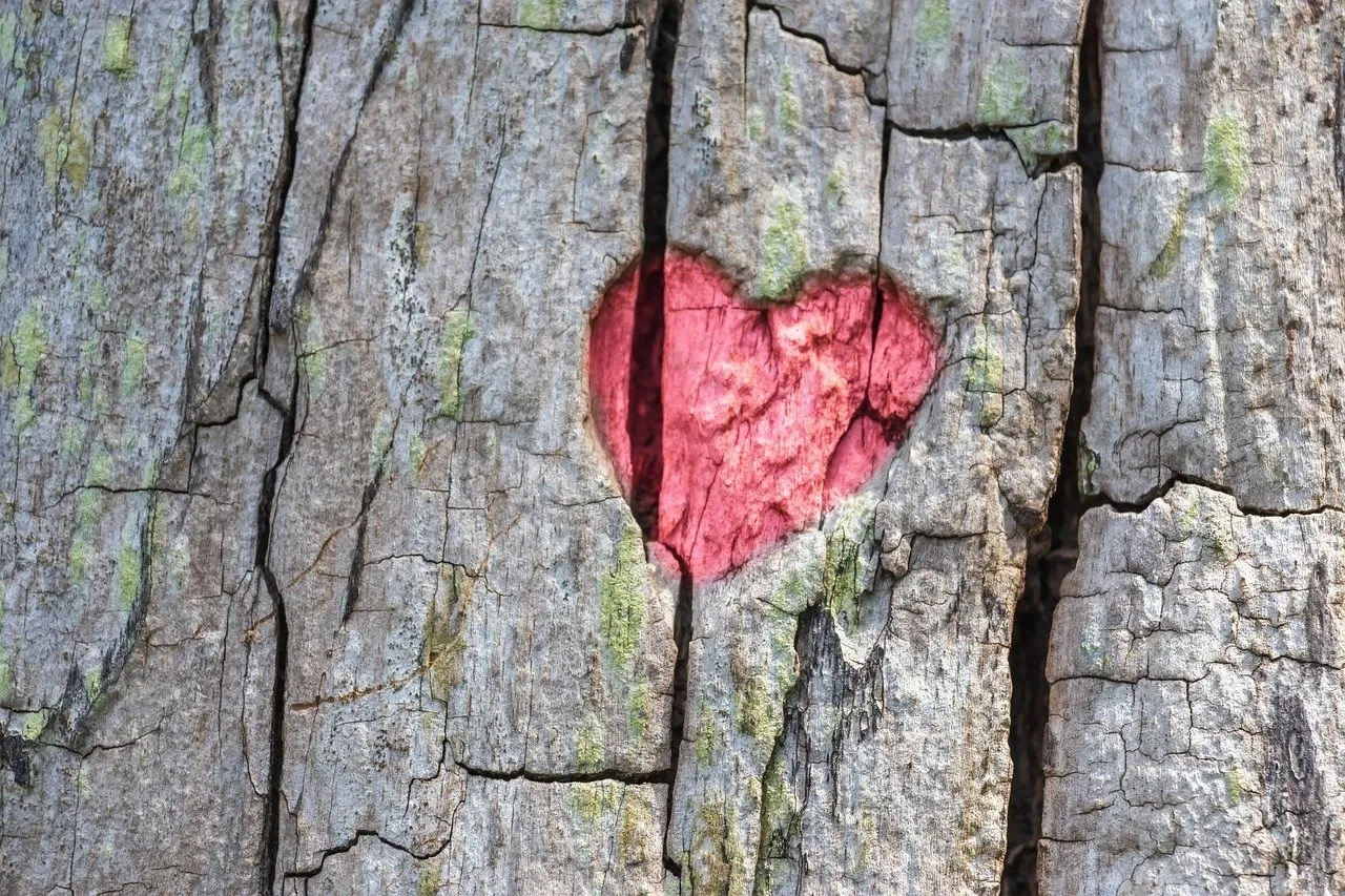 heart carved in a tree