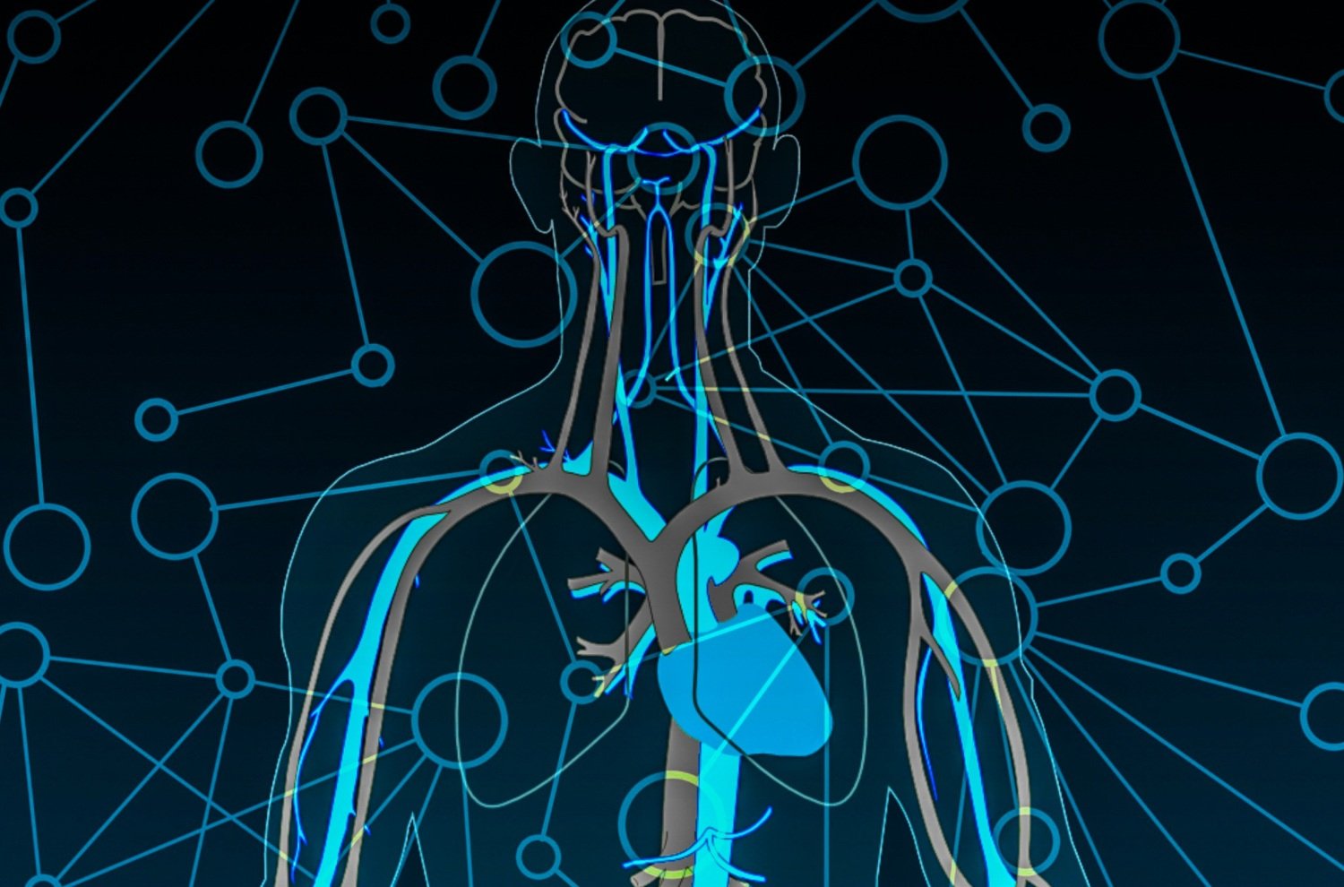 Illustration of circulatory system in human body, as a network.