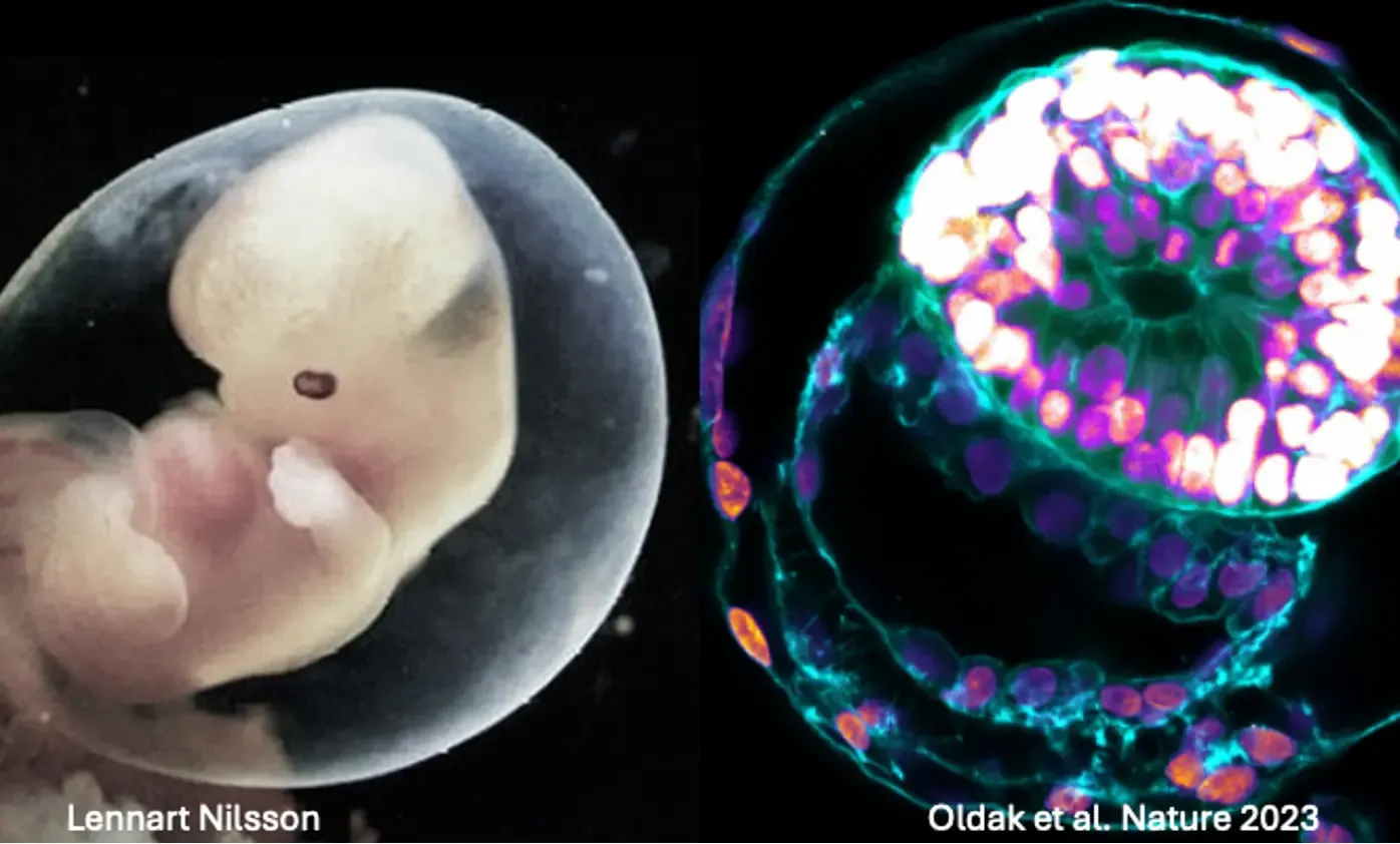 From human embryology to stem-cell models