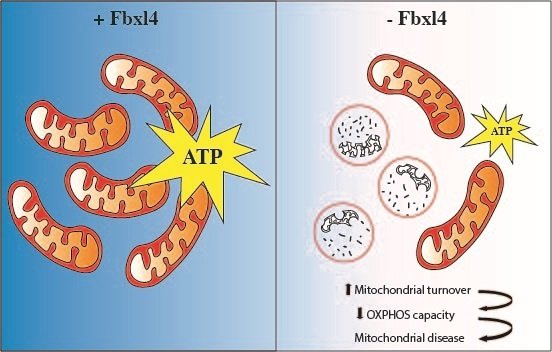 Illustration showing how the absence of FBXL4 leads to degradation of mitochondria that results in decreased ATP (energy) production and mitochondrial disease.