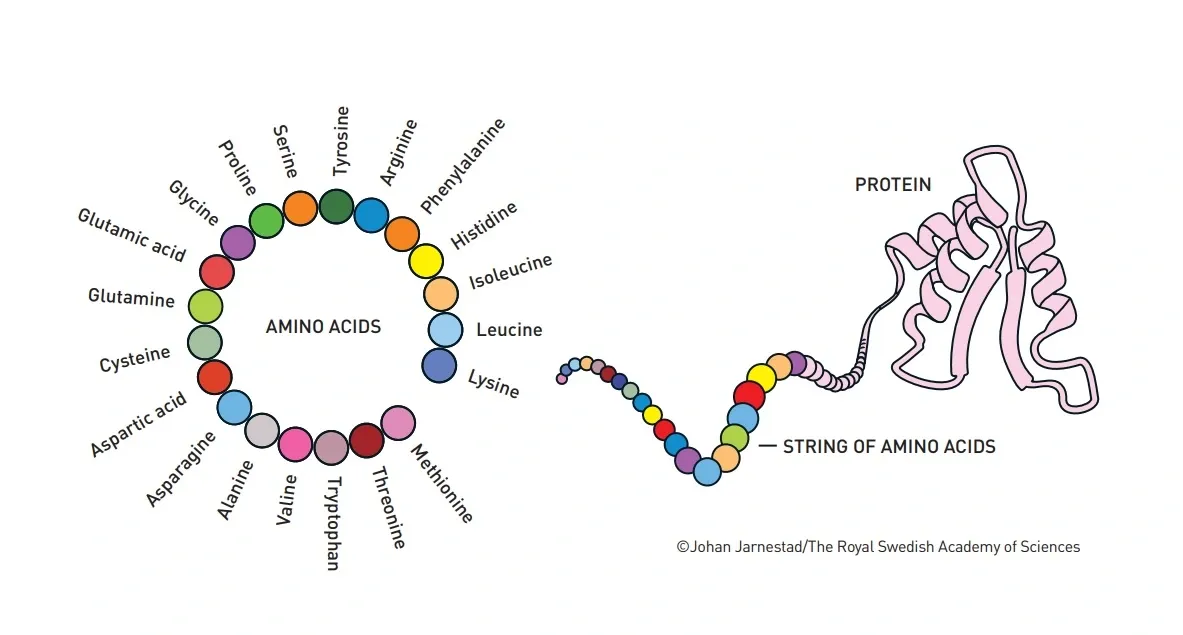 Illsutration of a protein