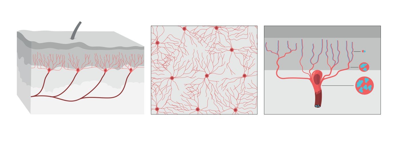 Scientific illustration,  Reprinted with permission from Abdo et al, Science, Vol. 365, Issue 6454, pp. 695-699 (2019).