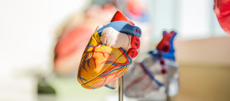 A model of a human heart.