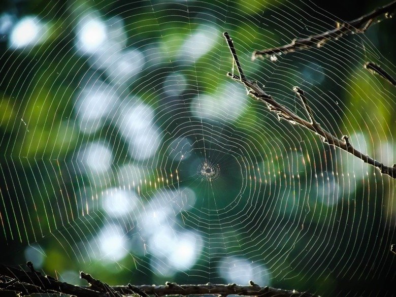 New protein found in strongest spider web material