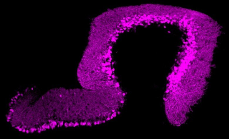 image showing Purkinje cells in the adult zebrafish cerebellum.