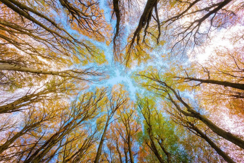 Trees seen from below, shooting up towards the sky