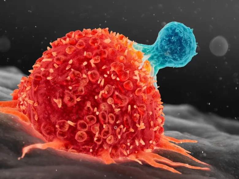 T cell and cancer cell.