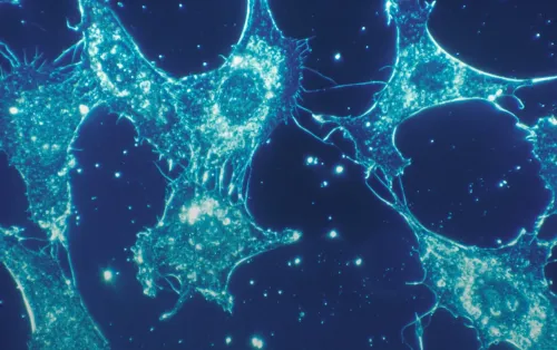 Close-up of cells