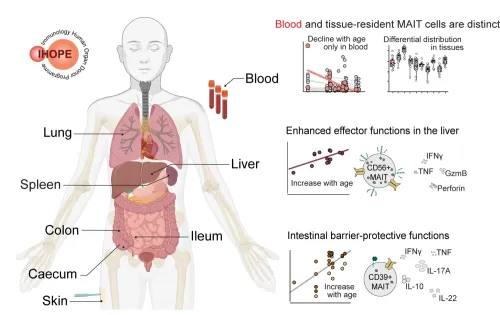 Illustration of MAIT-cells in various tissue.