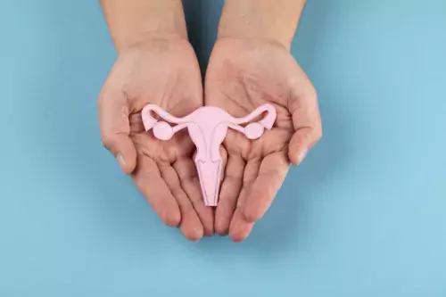 an illustration of uterus, female reproduction system