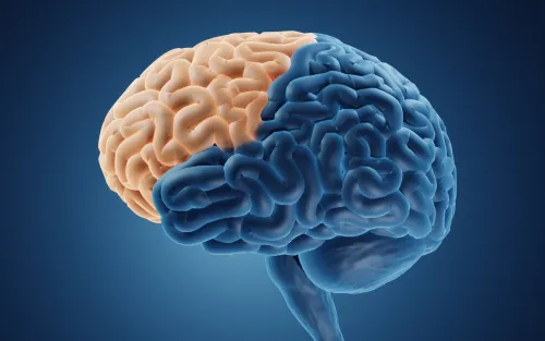 Stock photo, 3d-illustration of the human brain