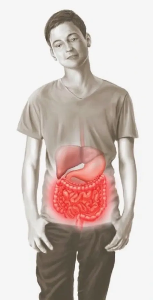 Illustration by Marek Skupiniski showing the position of the stomach and gut