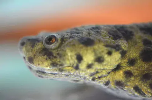Close-up on a Salamanders head