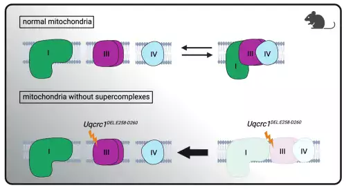 A matrix over supercomplexes