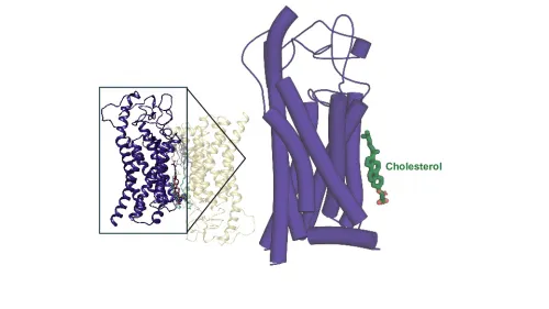 High-resolution cryo-EM structure of FZD7 reveals a functional cholesterol important in transmitting signals into the cell.